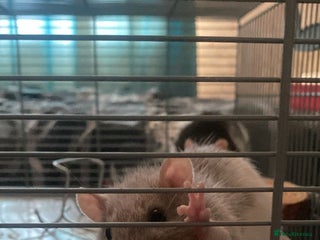 Rat rodents 5 female rats with cage - free to a good home - Advert 1