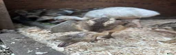 Emus poultry for sale: Rhea chicks  - Advert 7