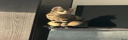 Mixed Breed cats for sale: Luna  - Advert 4