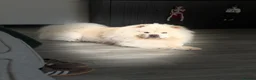 Chow Chow dogs for stud: 🐾 HANDSOME CREAM CHOW CHOW AVAILABLE AT STUD 🐾 - Advert 3