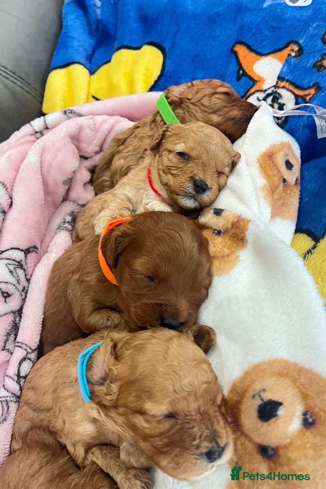 Cavapoo dogs for sale: 🐶F1B STUNNING CAVAPOOS 🐶 - Image 5