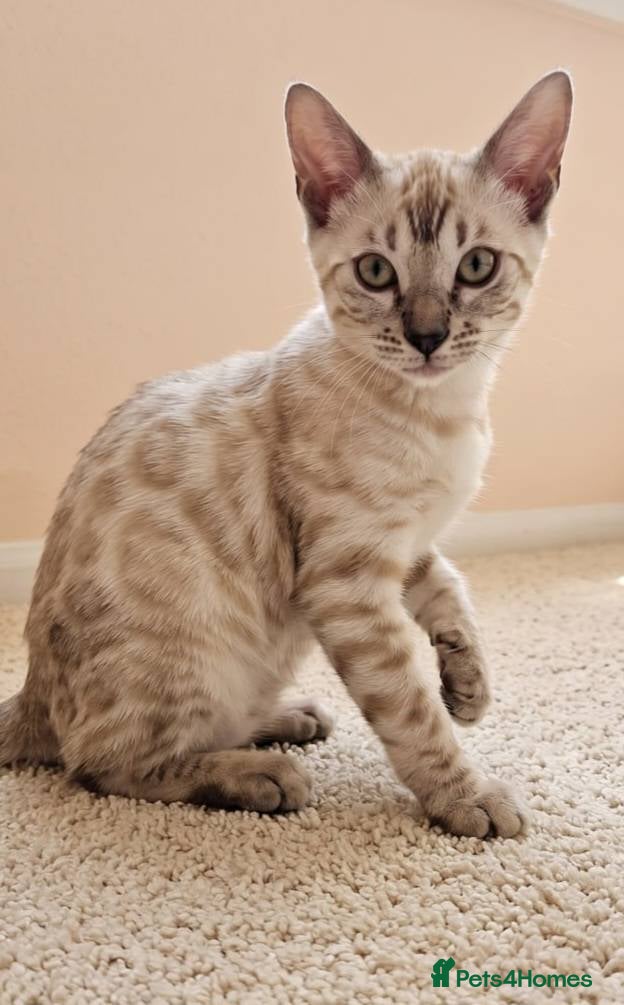 Bengal cats BENGAL 😺 furry Kittens – Ready For your Homes!💖 - Advert 1