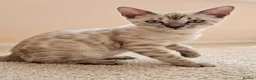 Bengal cats for sale: BENGAL 😺 furry Kittens – Ready For your Homes!💖 - Advert 1