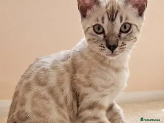 Bengal cats BENGAL 😺 furry Kittens – Ready For your Homes!💖 - Advert 11