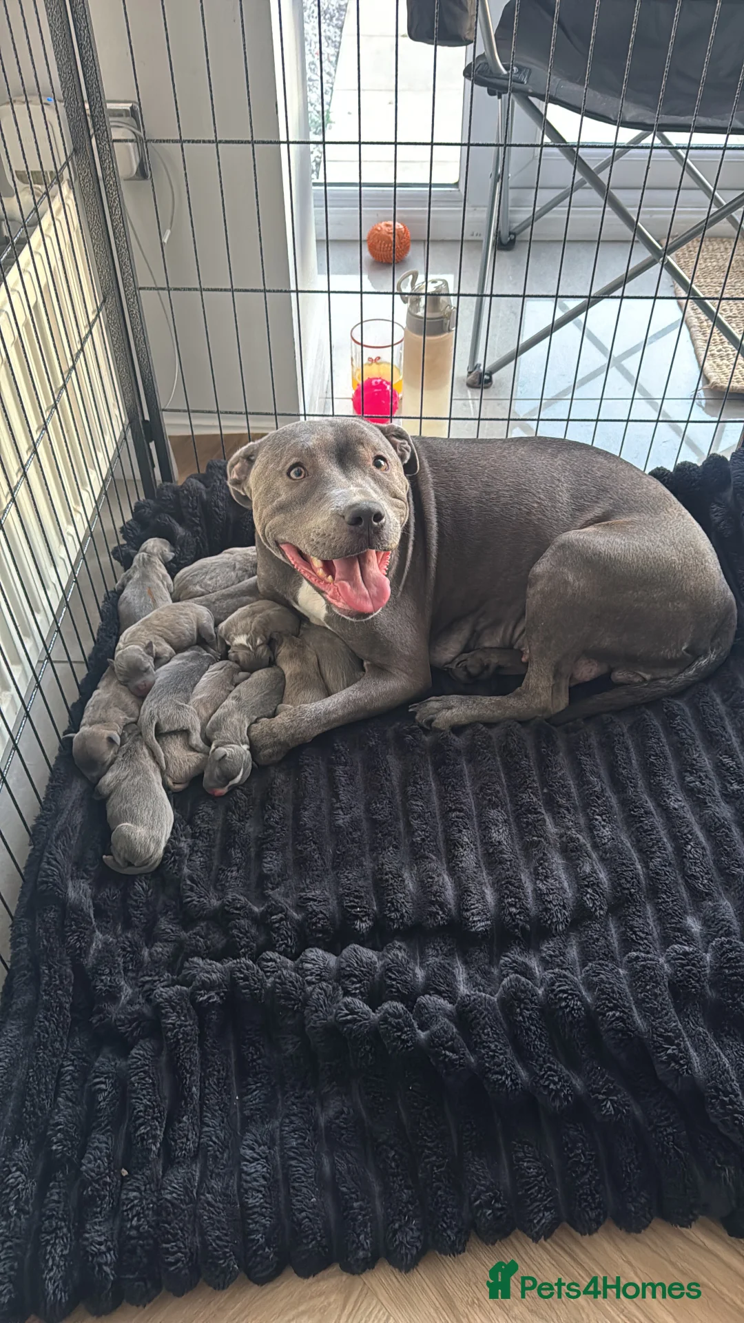 Staffordshire Bull Terrier dogs for sale: Blue Staffordshire bull terrier puppies in Hull - Advert 2