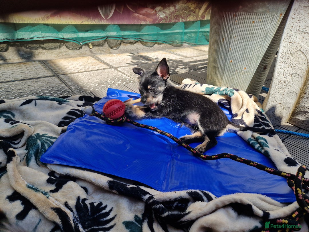 Chorkie dogs for sale: Chorkie called Angel - Advert 6