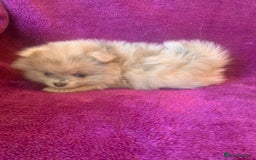 Pomeranian dogs for sale: Rainbow Litter with TAN POINTS - Image 6
