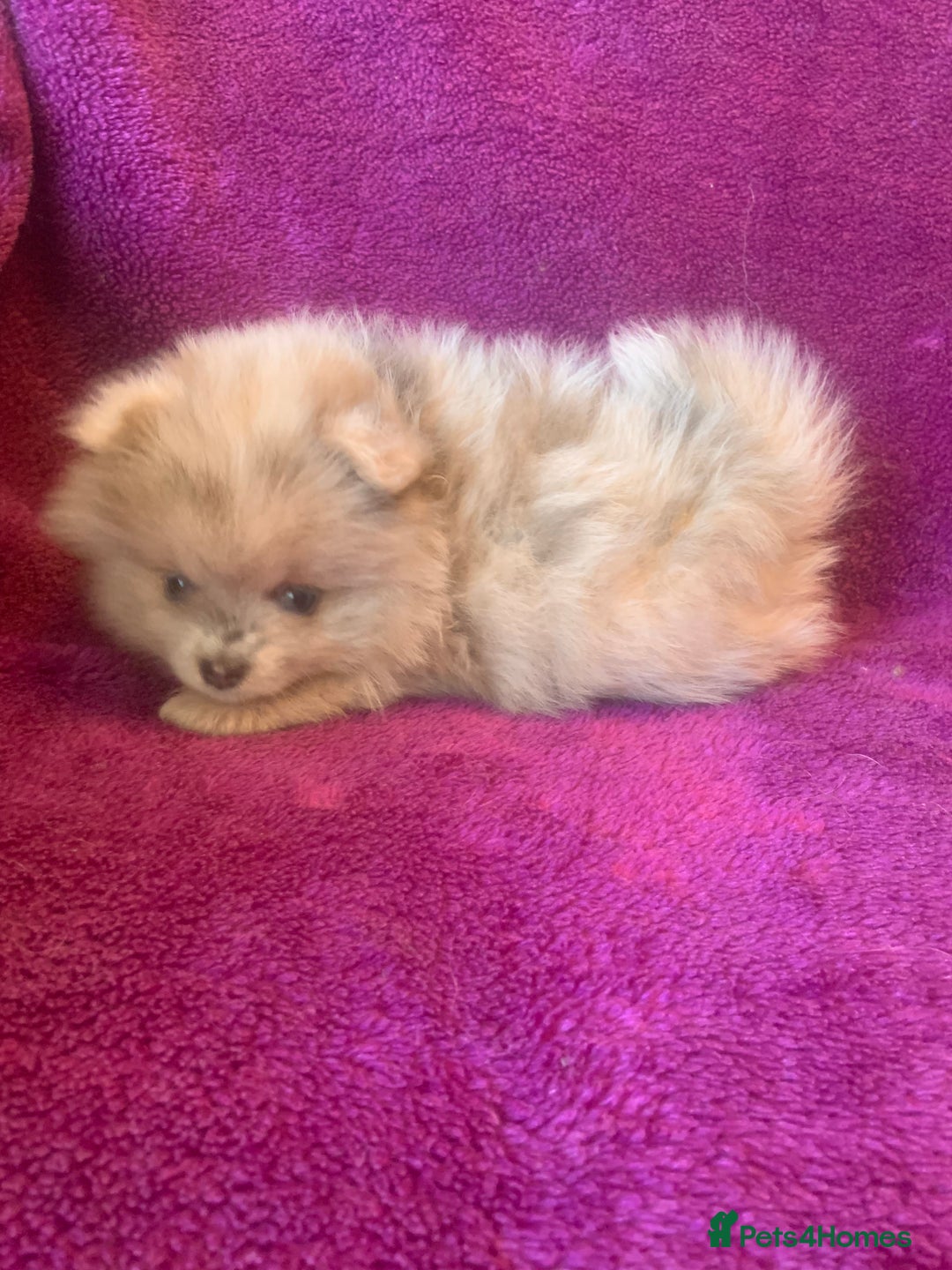 Pomeranian dogs for sale: Rainbow Litter with TAN POINTS - Image 6