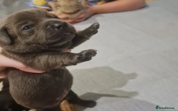 Mixed Breed dogs for sale: French bull weinners  - Image 3