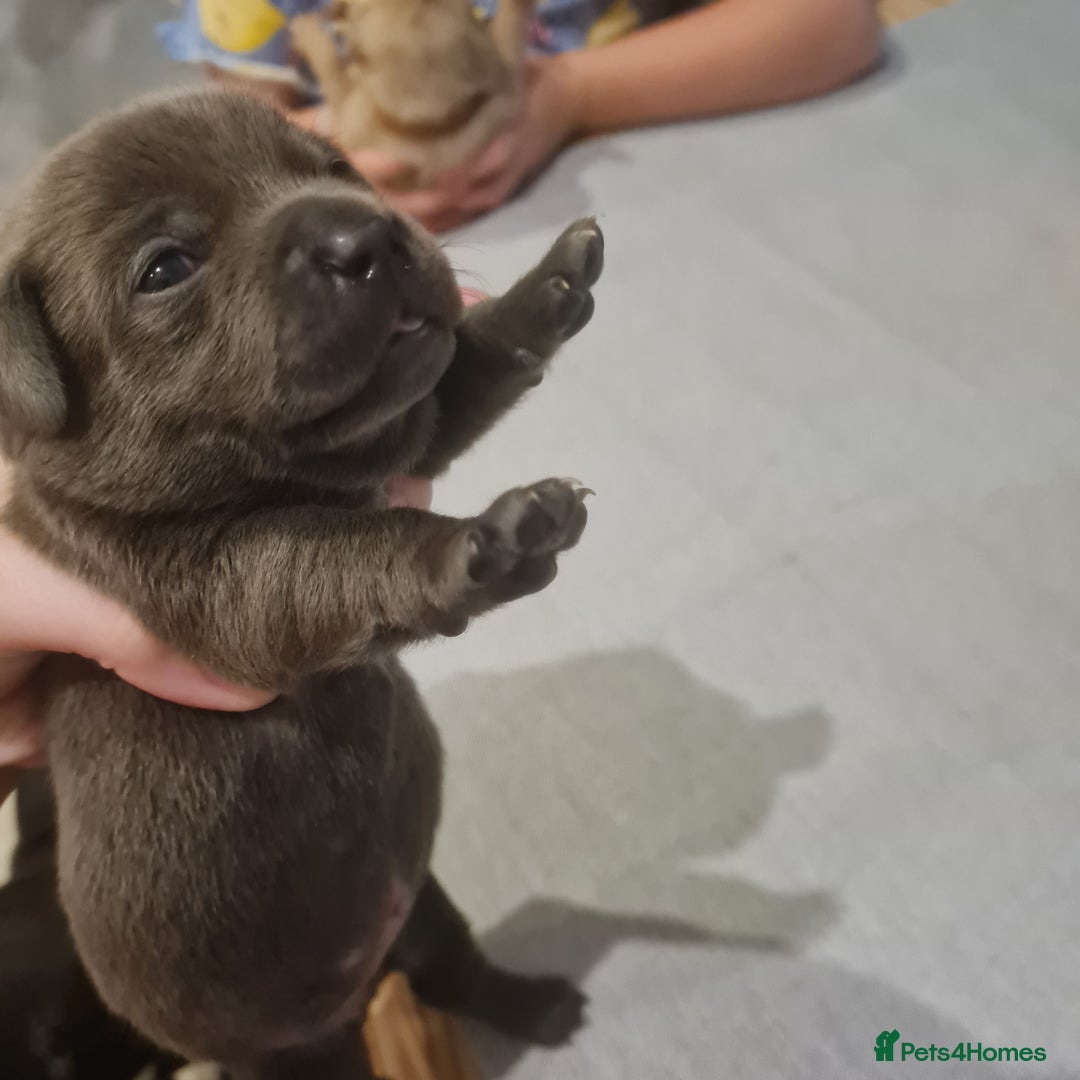 Mixed Breed dogs for sale: French bull weinners  - Image 3