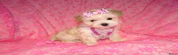 Maltipoo dogs for sale: *Apricot F1 Maltese x Toy Poodle Maltipoo Puppy* - Advert 11