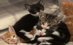 Domestic Shorthair cats for sale: Beautiful friendly Kittens  - Image 6