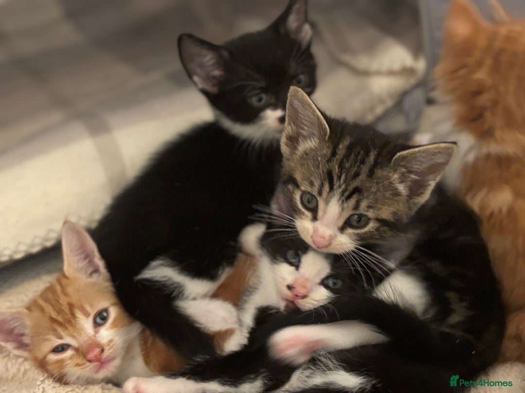 Domestic Shorthair cats for sale: Beautiful friendly Kittens  - Image 6