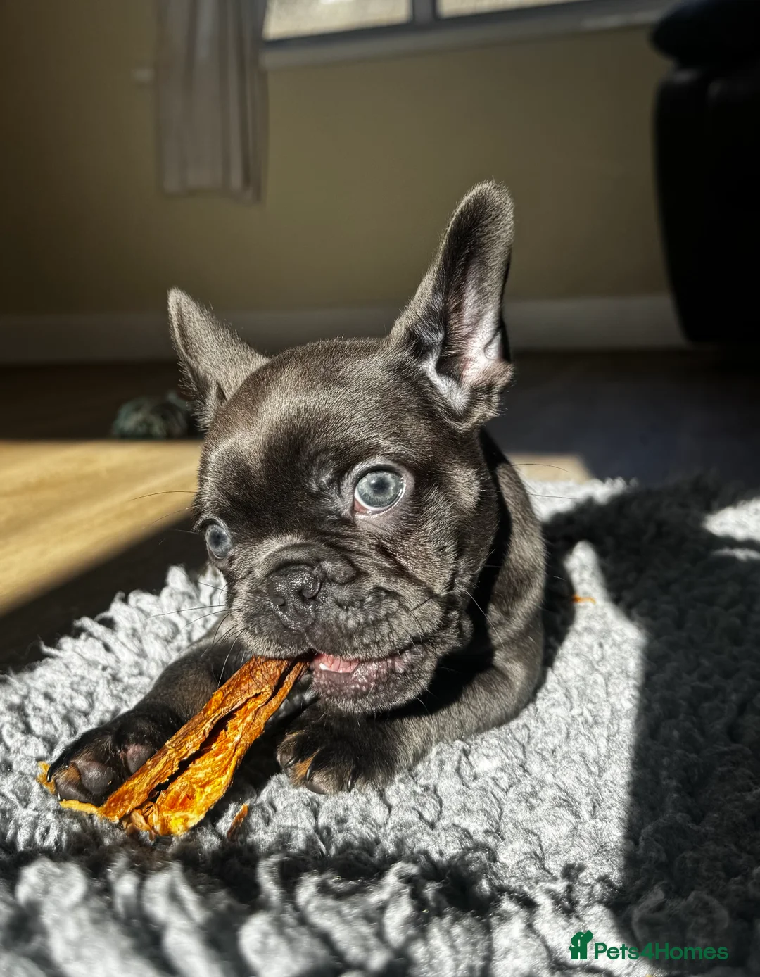 French Bulldog dogs for sale: French Bulldog Bitch - Advert 4