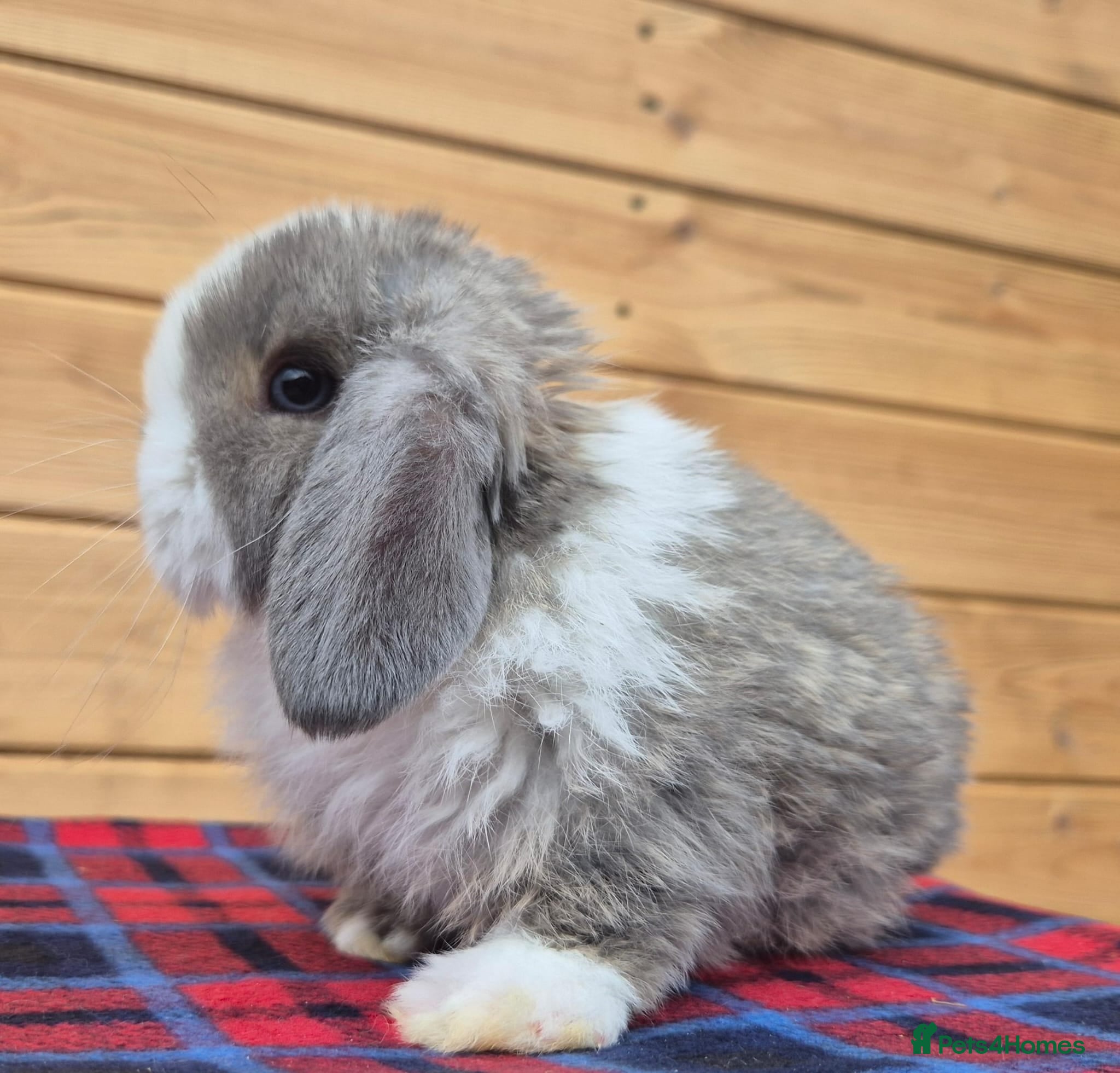 Mini Lop rabbits 🐰 Mini Lop 2 girls left for Sale 🐰 - Advert 5