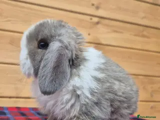 Mini Lop rabbits 🐰 Mini Lop 2 girls left for Sale 🐰 - Advert 3