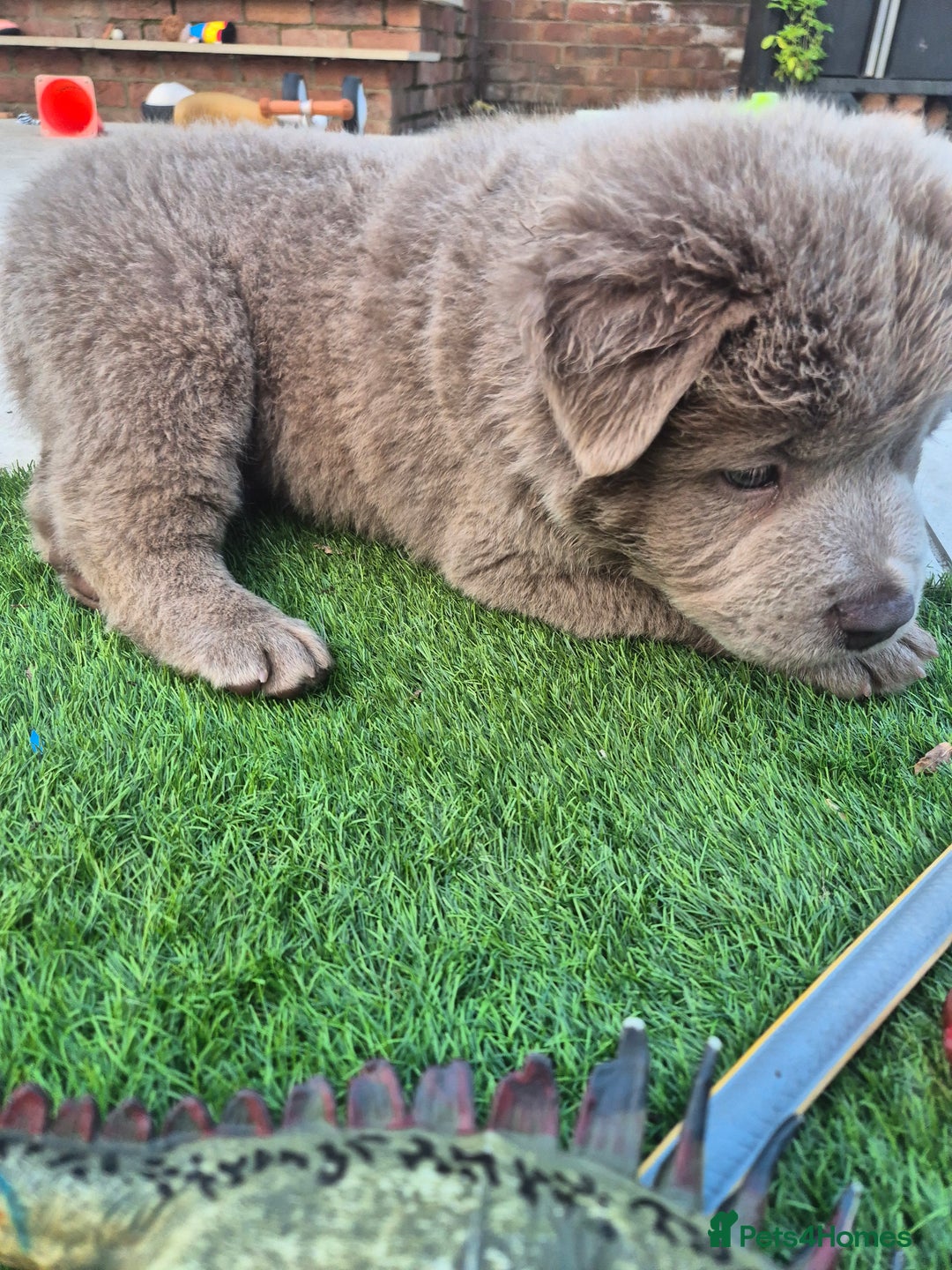 Mixed Breed dogs for sale: Chowxfrenchie Ready for new homes** - Image 3