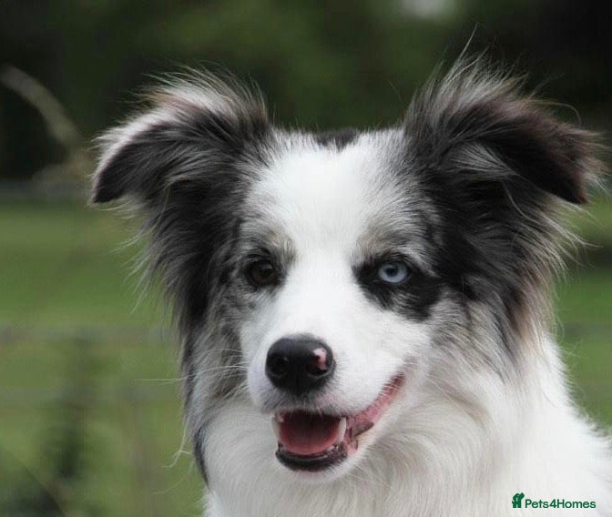 Border Collie dogs Lovely Blue Merle and Black white Border Collie  - Advert 1