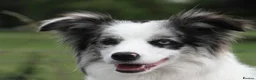 Border Collie dogs for sale: Blue Merle and Black white Border Collie puppies - Advert 1
