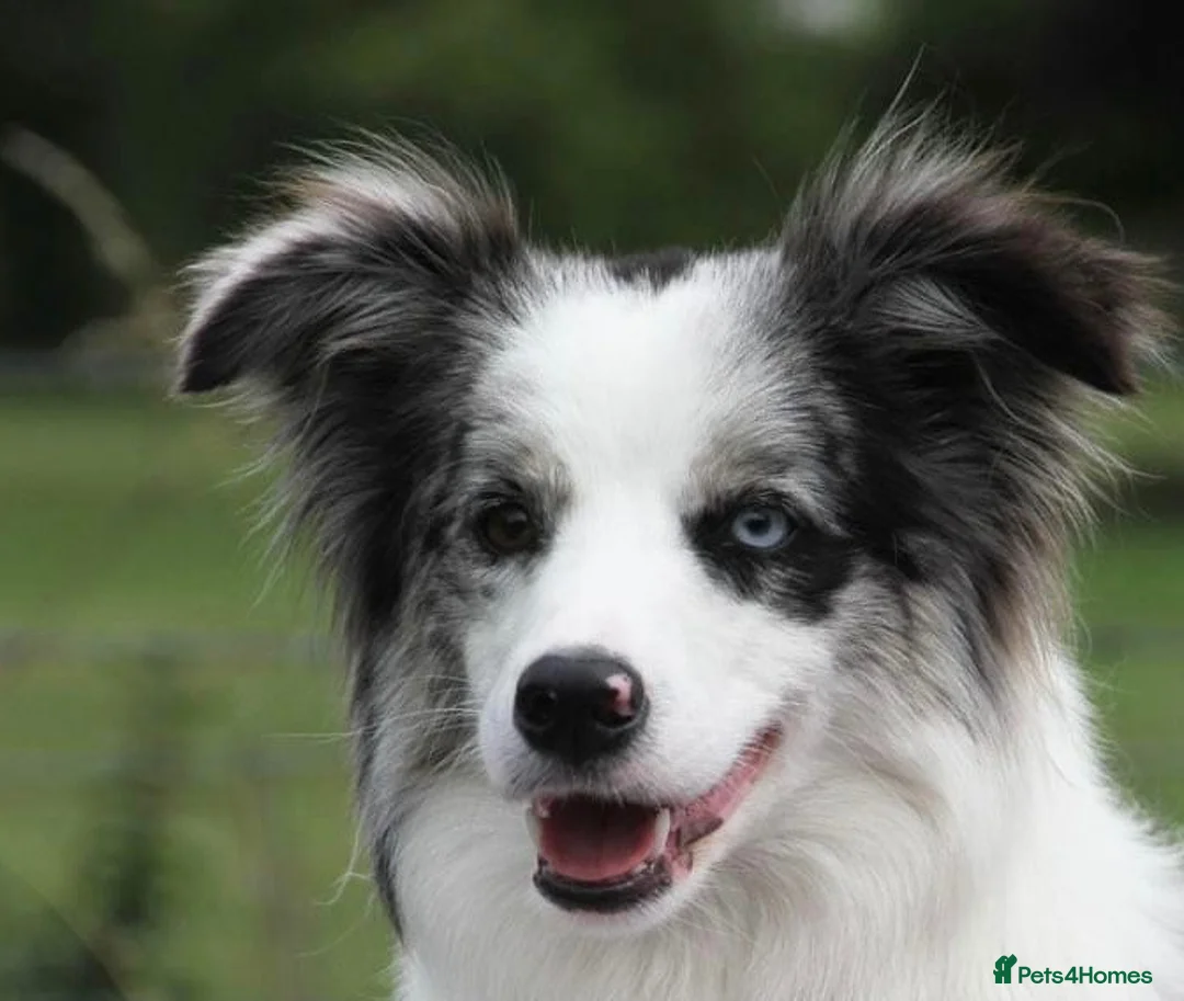 Border Collie dogs for sale: Blue Merle and Black white Border Collie puppies - Advert 1
