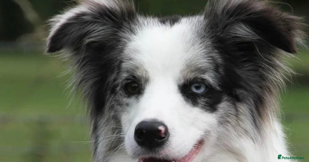 Border Collie Border Collie Puppies For Sale Pets4Homes border-collie-border-collie-puppies-for-sale-pets4homes