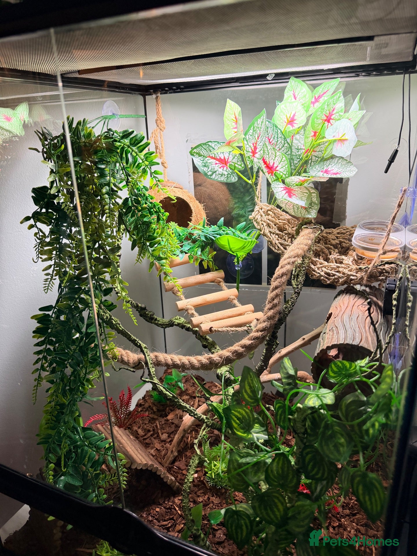 Gecko reptiles Crested gecko and full set up 45 x 45 x 60 - Advert 1