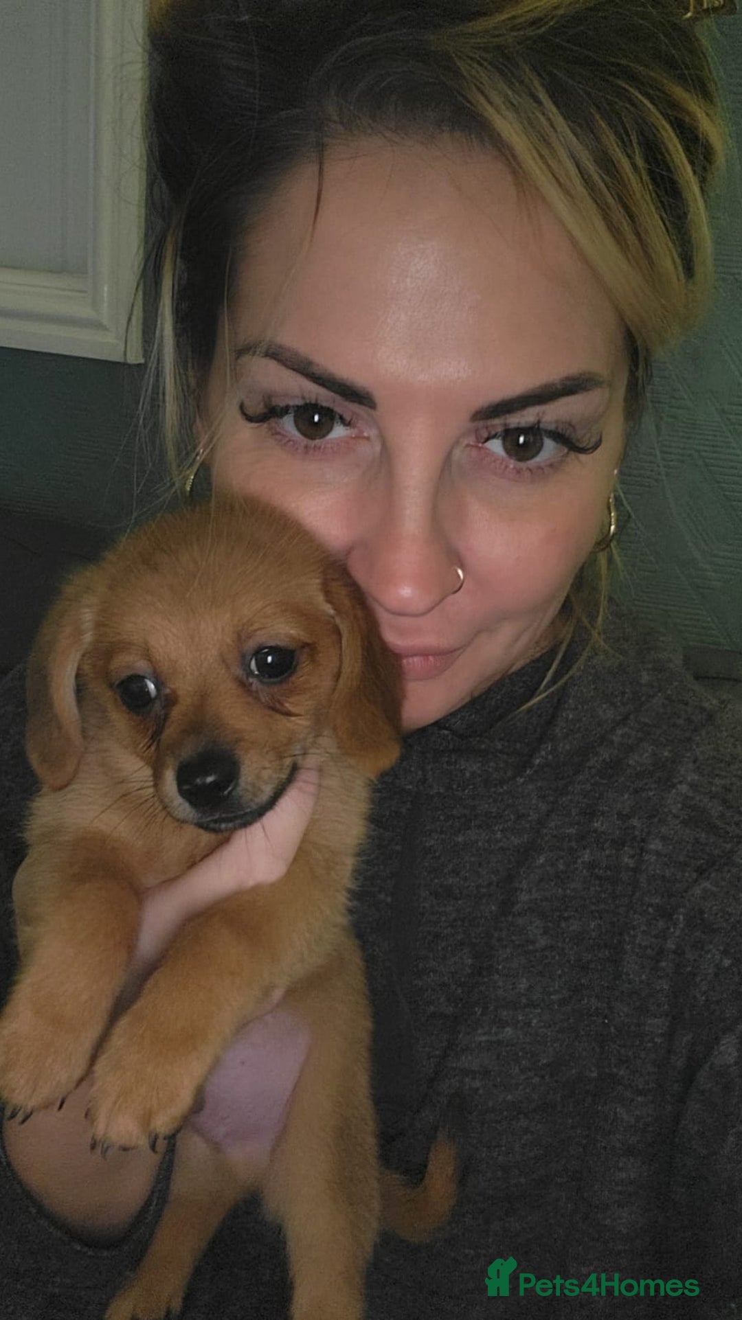 Mixed Breed dogs for sale: 2 Little Dameranian Fluff Ball Boys Left - Advert 3