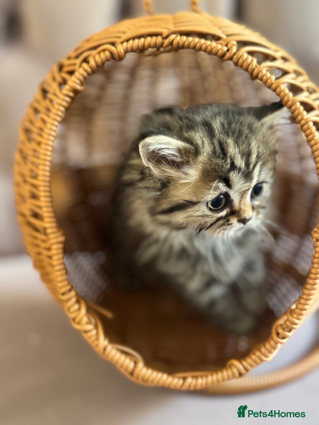 British Longhair cats for sale: British Long Hair Kittens - Image 22