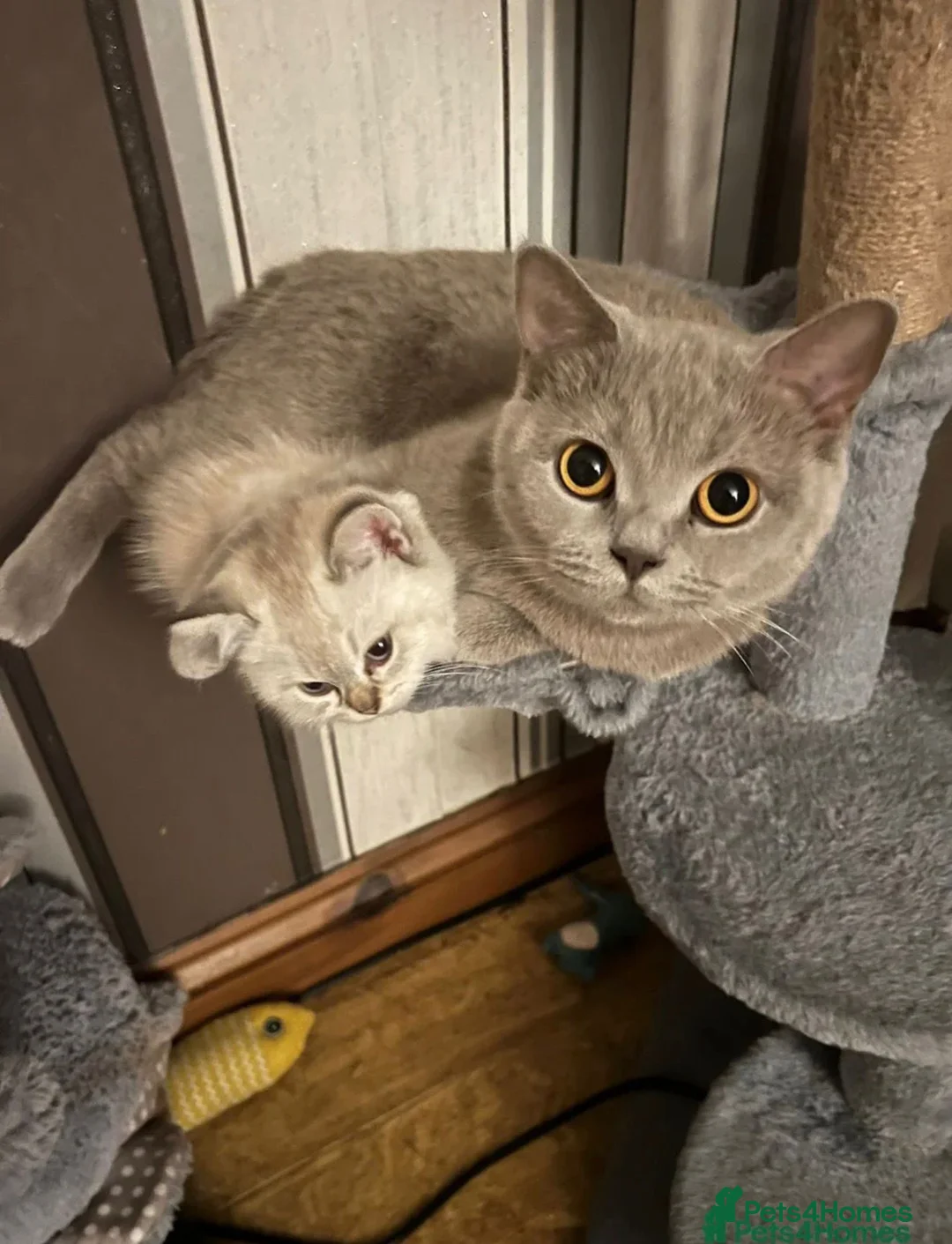 British Shorthair cats for sale: 3 month old british short hair pure breed - Advert 6