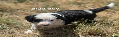 Blue Boy
