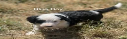 Mixed Breed dogs for sale: Lassie/Border Collie X Toy Poodle puppies - Advert 10