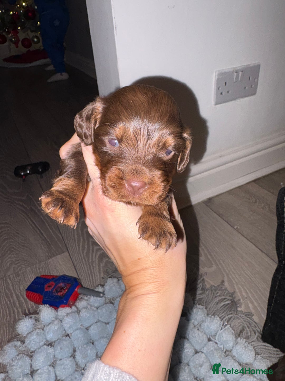 Cocker Spaniel dogs for sale: Cocker spaniel puppies  - Advert 11