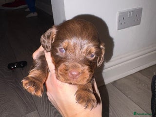 Cocker Spaniel dogs Cocker spaniel puppies - Advert 2