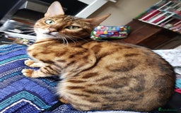 Bengal cats for sale: Bengal 3yr old Queen  - Cheetara  - Image 7