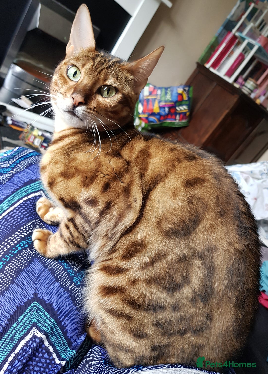 Bengal cats for sale: Bengal 3yr old Queen  - Cheetara  - Image 7