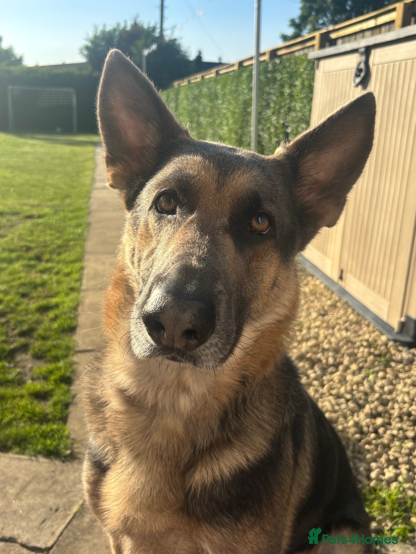 German Shepherd dogs 4 year old German shepherd  - Advert 18