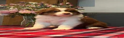 Australian Shepherd dogs for sale: STUNNING AUSTRALIAN SHEPHERD PUPPIES  - Advert 3