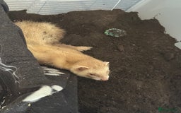 Ferret rodents for sale: 4 males with enclosure  - Image 8