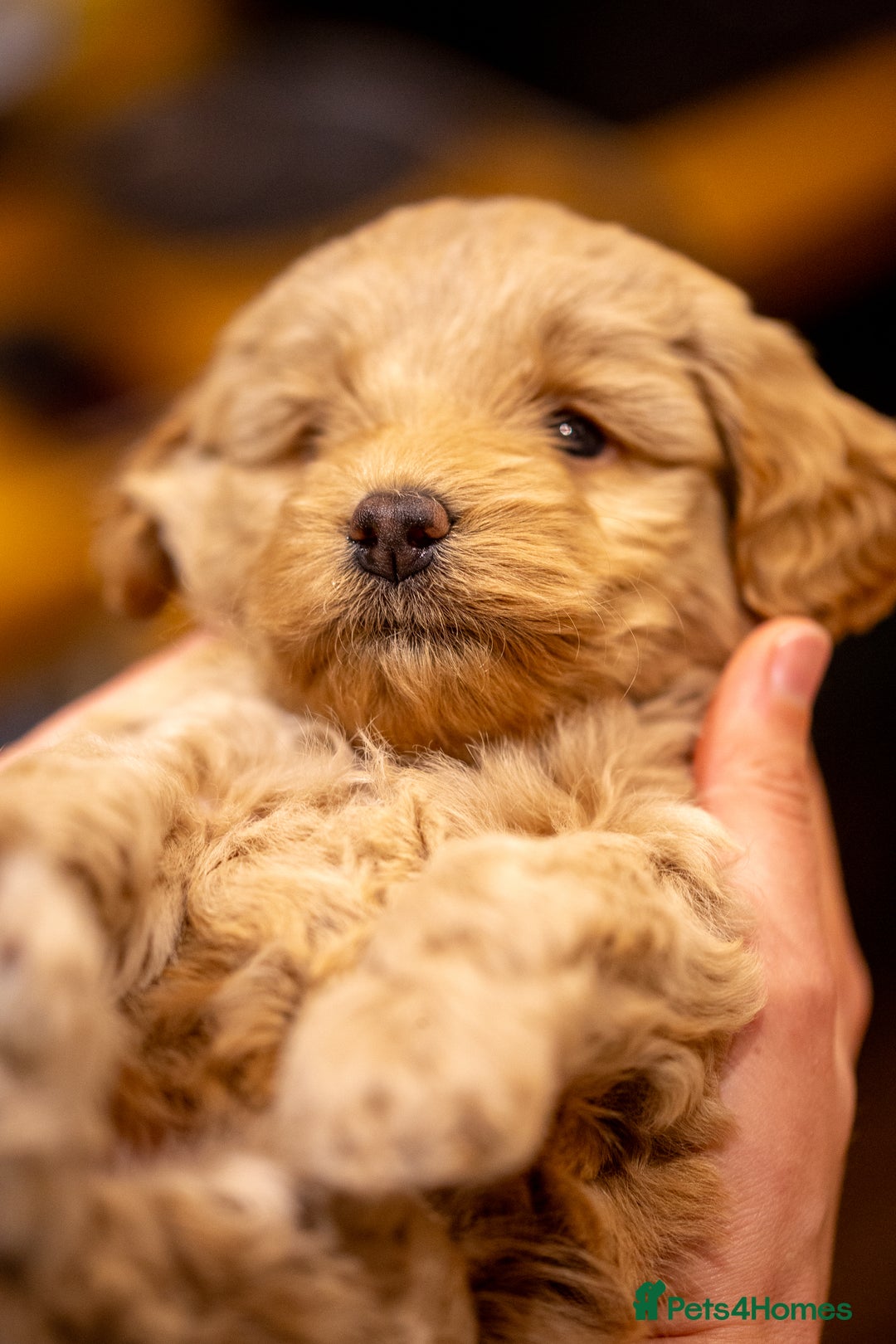 Cockapoo dogs for sale: Stunning F2b Miniature Cockapoos / Health Tested - Image 29