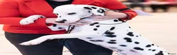 Dalmatian dogs for stud: Outstanding, health tested KC reg male| proven in Aberdare - Advert 6