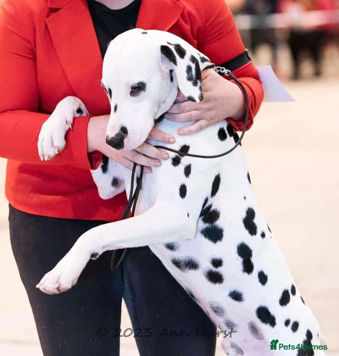 Dalmatian dogs for stud: Outstanding, health tested KC reg male| proven in Aberdare - Advert 6