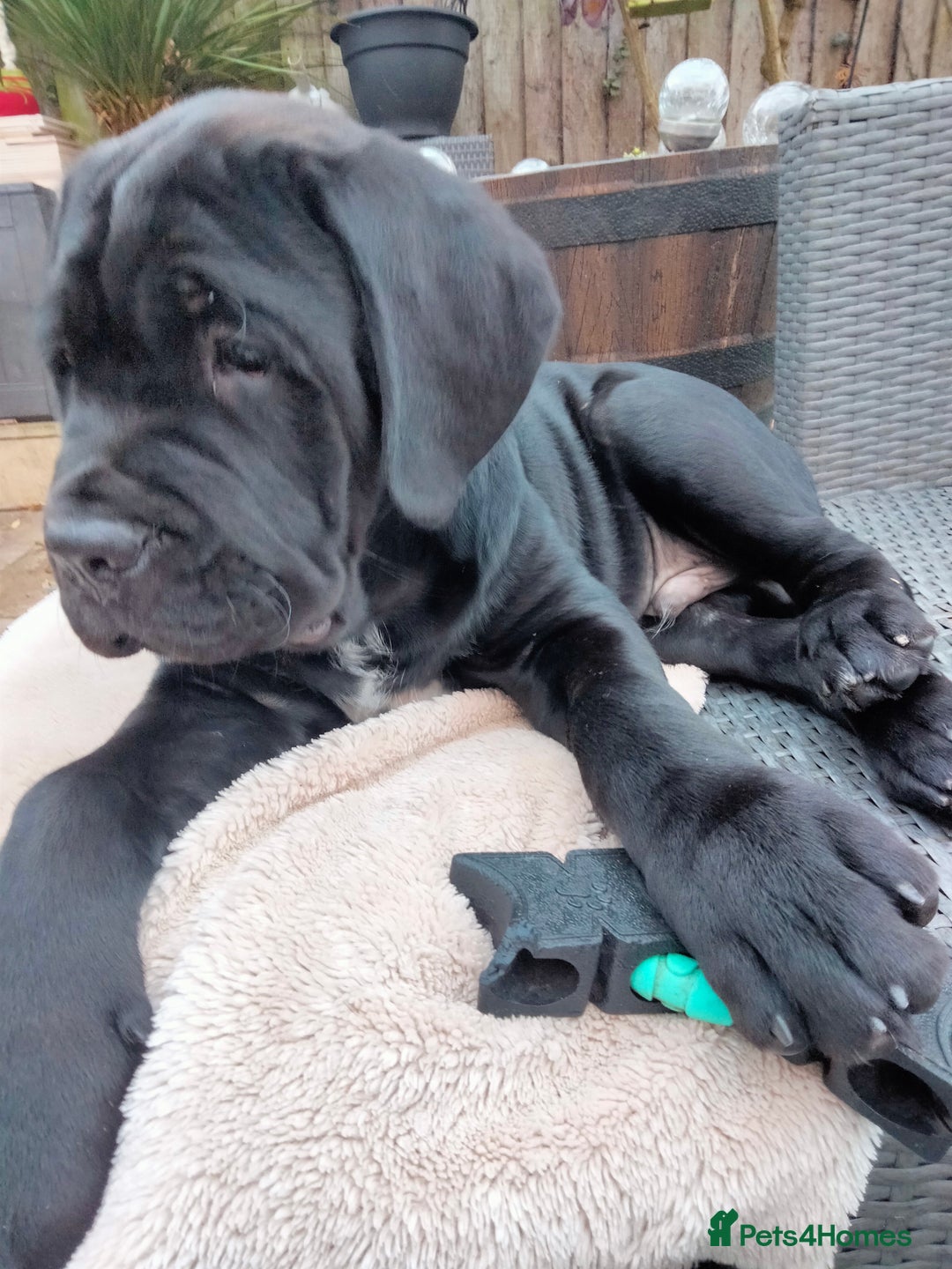 Cane Corso dogs for sale: Cane Corso XL Boy 22/12/2025 - Advert 34