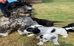 Cockapoo dogs for sale: Beautiful cockapoo puppies for sale - Image 7