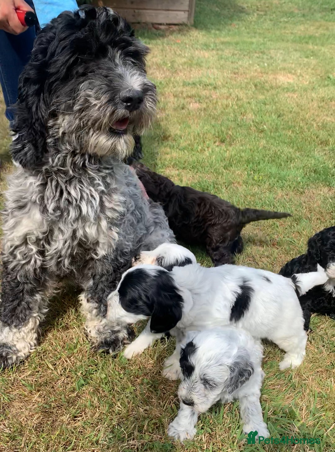Cockapoo dogs for sale: Beautiful cockapoo puppies for sale - Image 7