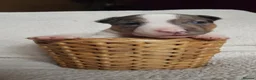 Miniature Bull terrier dogs for sale: AKC & KC Registered Miniature English bull terrier - Advert 3
