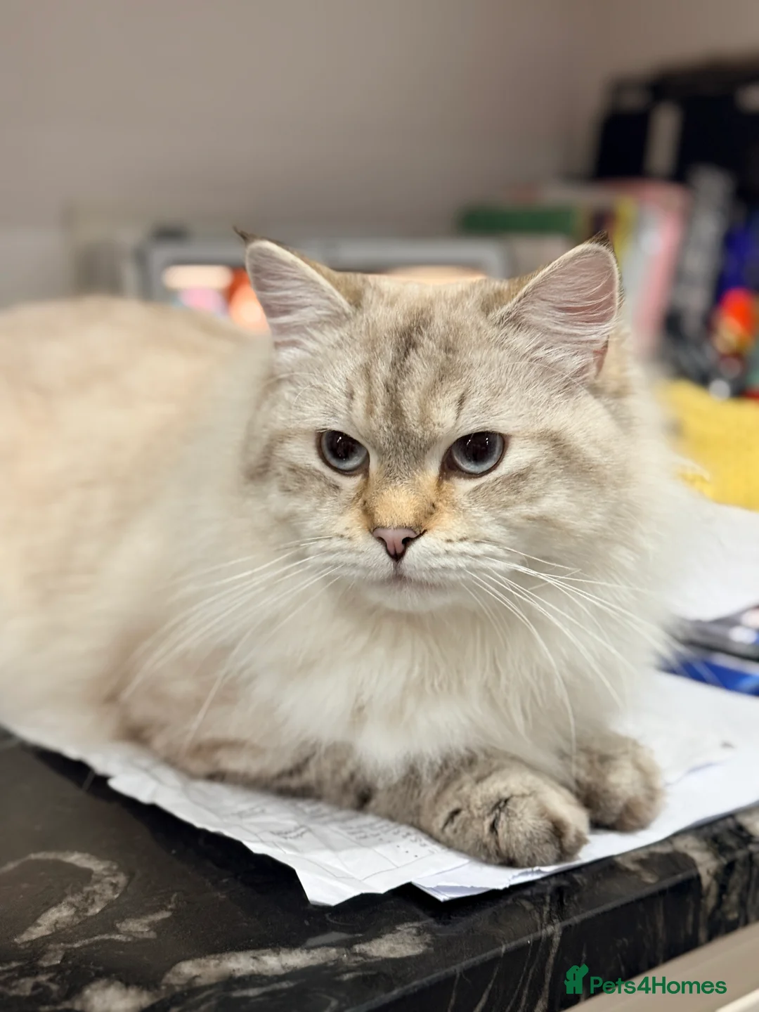 Siberian cats for stud: Big Chap pure Neva Masquerade  - Advert 3