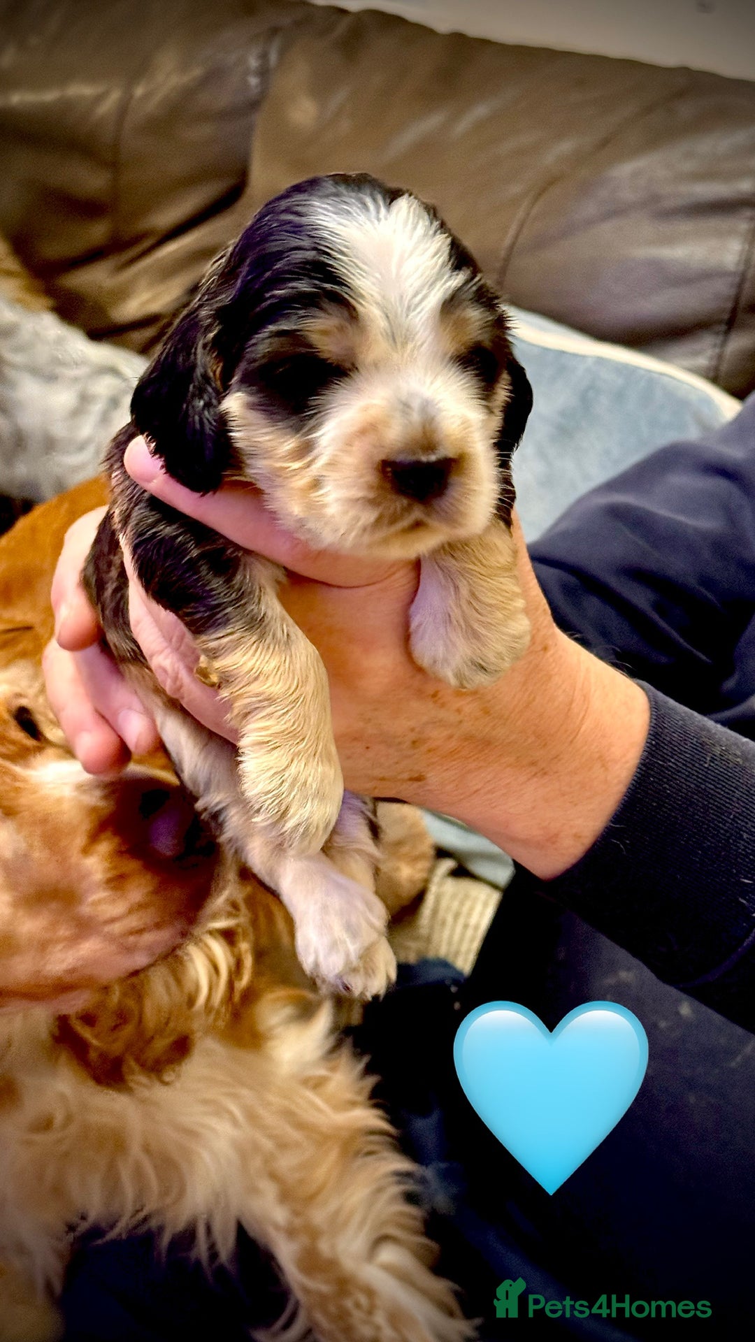 Cocker Spaniel dogs for sale: KC show type cocker spaniels  - Image 9