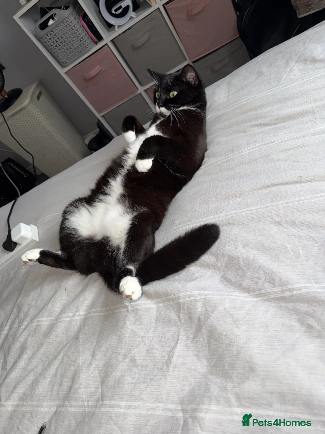 British Shorthair cats for sale: Male Cat - Advert 3