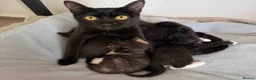 Mixed Breed cats for sale: Kittens  - Advert 2