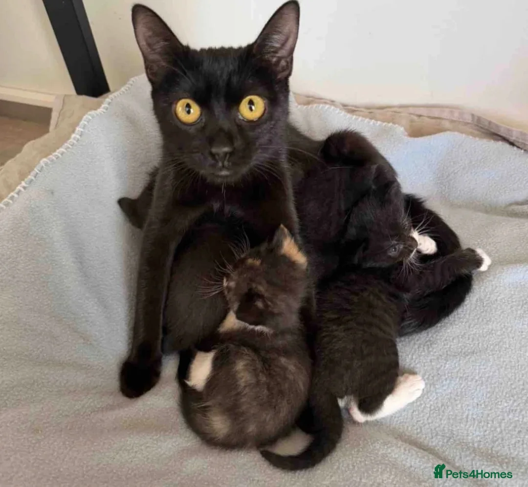 Mixed Breed cats for sale: Kittens  - Advert 2